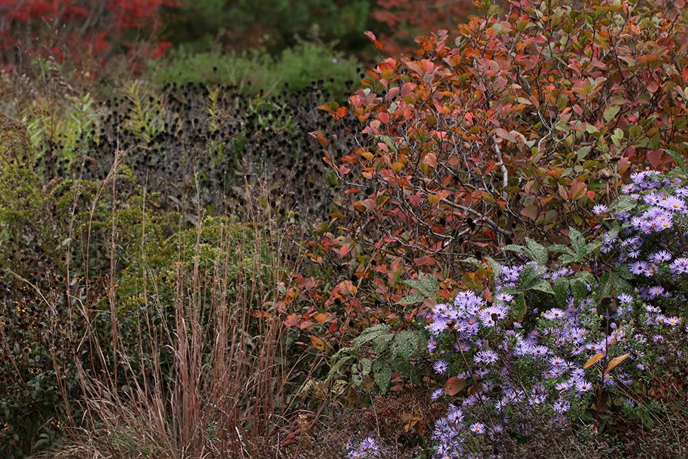 Fall in the pollinator garden
