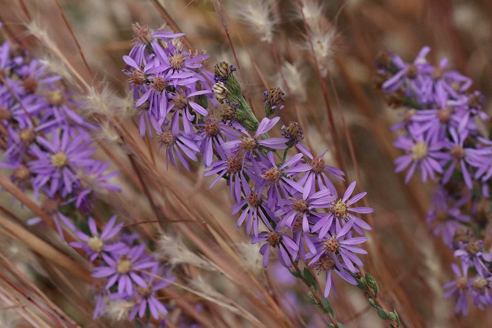Eastern silvery aster with splitbeard bluestem.