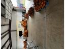 Pumpkins being stored in packhouse