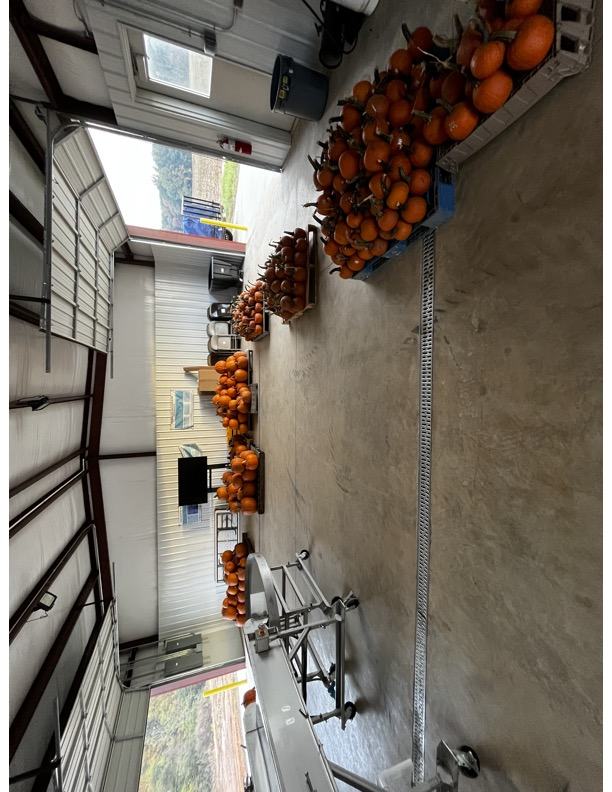 Pumpkins being stored in packhouse