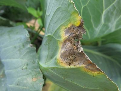 Black Rot on Brassicas