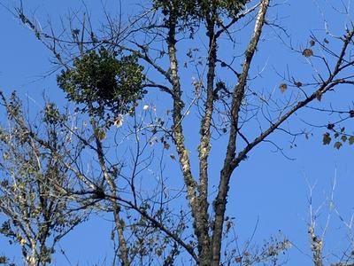 Mistletoe
