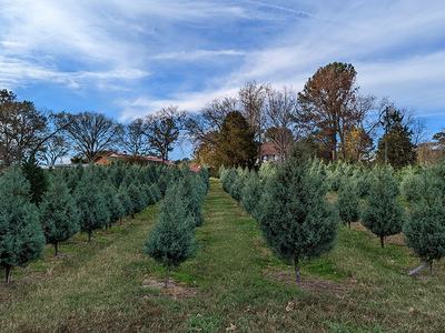 Field of Carolina Sapphire trees