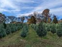 Field of Carolina Sapphire trees
