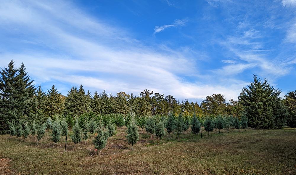 Field of young trees at Jordan Lake Christmas Tree Farm