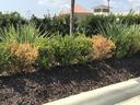 Planting bed with green shrubs and two brown, dried bushes beside a concrete curb