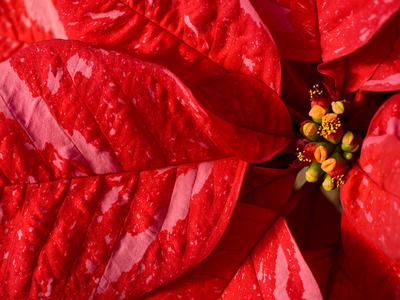 Poinsettia