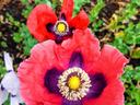 Poppy Flower