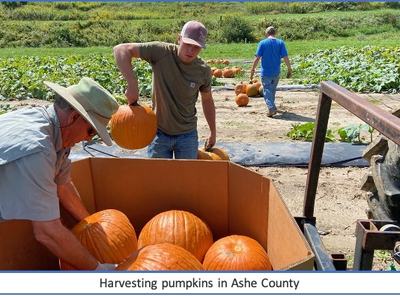 2 men harvesting pumpkins from a field