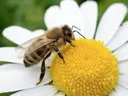 Honey bee on a daisy