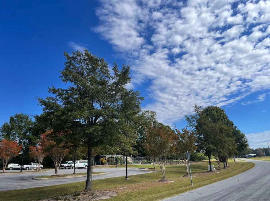 Trees lining the side of a road.