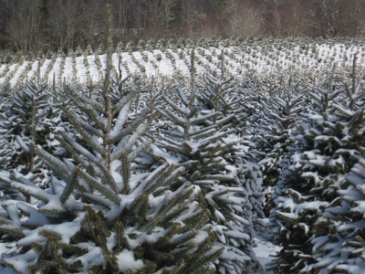 tree and snow