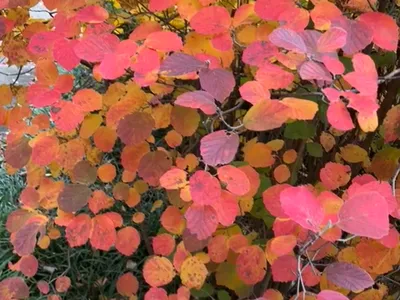 Shrub with round leaves turning red, orange, and yellow in autumn