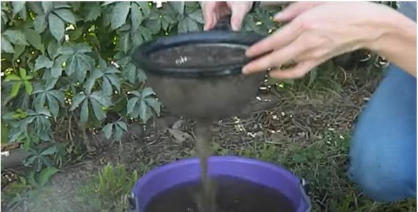 Sieve Test:  Gardener holding a sieve full of soil with water flowing through it into a bucket beneath.