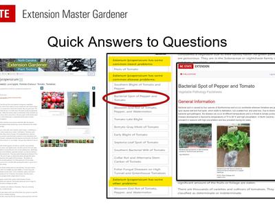 Screen shop of Tomato palnt profile on plants.ces.ncsu.edu