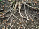 Tree Root Photos, Tree Roots, Root Problems, Tree Roots Rotting