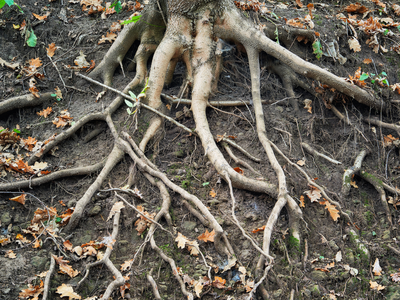 Tree Root Photos, Tree Roots, Root Problems, Tree Roots Rotting