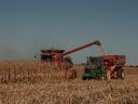 Harvesting a corn field