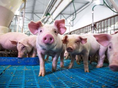Group of piglets standing on blue slatted flooring inside a barn pen