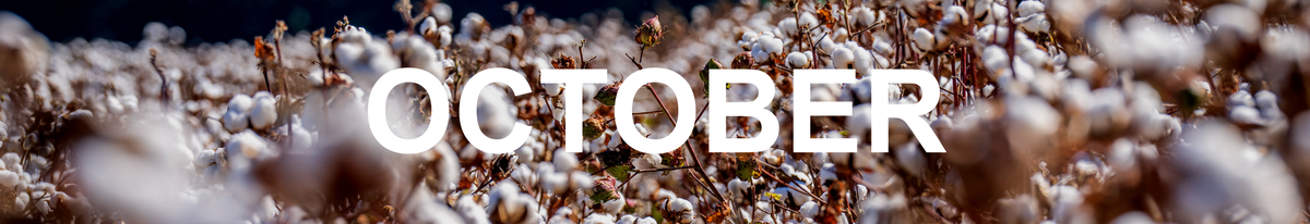 Picture of Cotton Field with the word 'October', We Grow Union County, Union County NC, Union County Newsletter Updates, 
