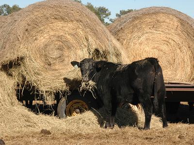 cow eating hay