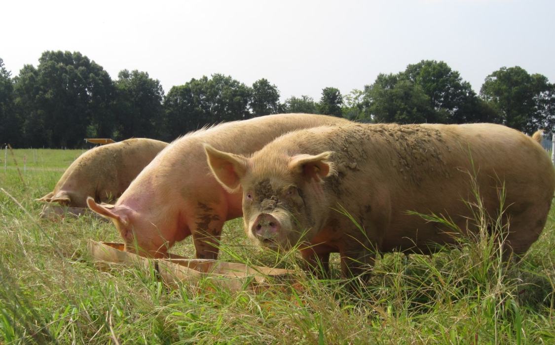 Outdoor Swine