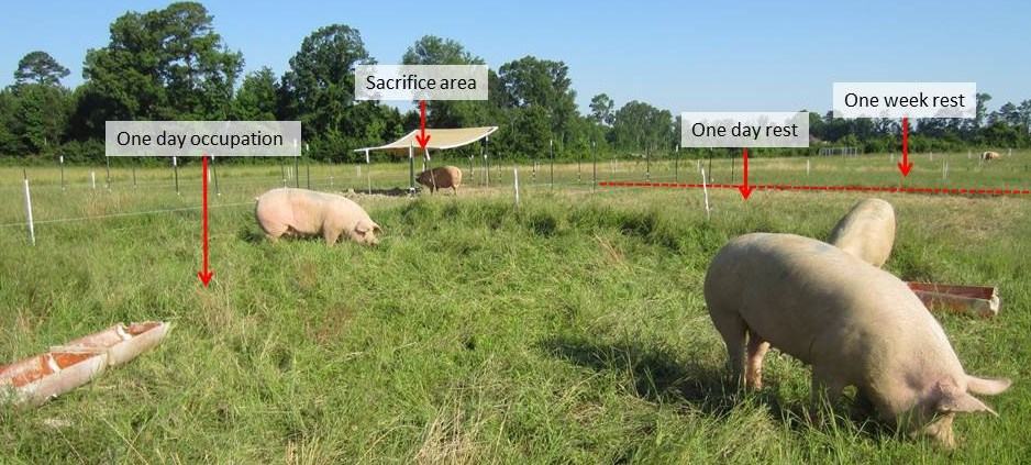 Subdivided paddock