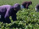 farm workers