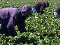 farm workers