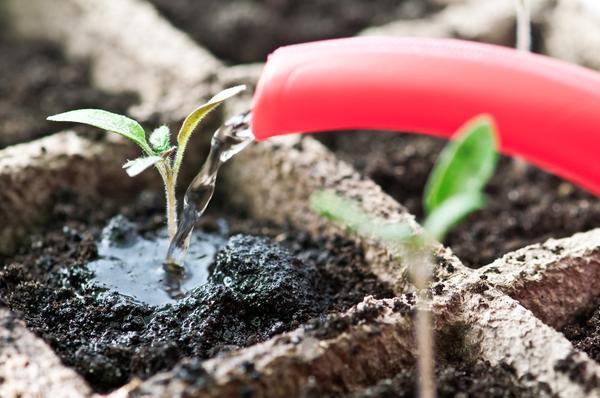 watering can watering seedlings