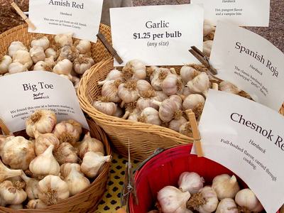 Growing garlic