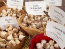 Growing garlic
