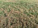 bermudagrass in fescue