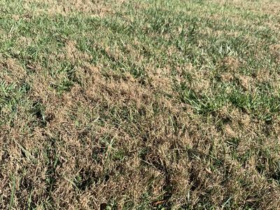 bermudagrass in fescue