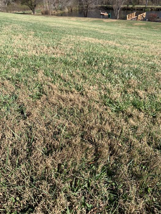 bermudagrass in fescue