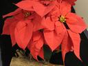 Poinsettia and also a section of tree trunk infected with Armillaria