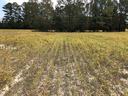 Dry soybean field with yellowing plants and tree line in background.