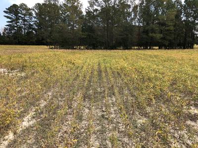 Dry soybean field with yellowing plants and tree line in background.