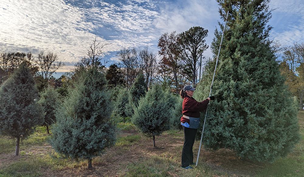 Grower Diana May measures and tags a 16 foot tall Carolina Sapphire tree.