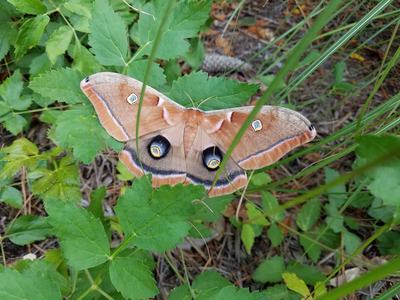 Polyphemus Moth