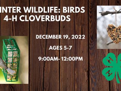 picture of birds and feeders for youth program announcement