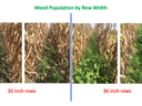 Three images showing progressively more weeds as row width increases