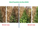 Three images showing progressively more weeds as row width increases