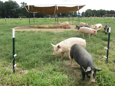 Pigs grazing in fenced pasture with shade canopies and a sandy wallow
