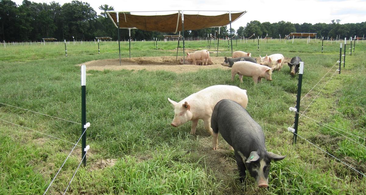 Bermuda paddock