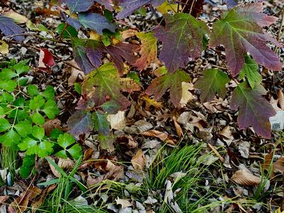 Pictured are landscaping plants surrounded by leaves.