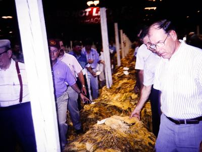 Group of men inspecting long rows of stacked dried tobacco leaves in a warehouse