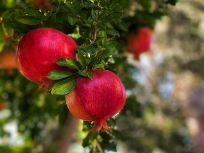 Three ripe pomegranates hanging from a leafy tree branch