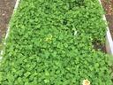 clover cover cop in raised bed