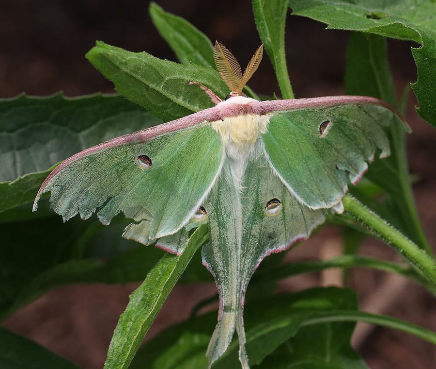 Luna moth in the pollinator garden.